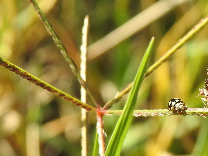 Coccinula quatuordecimpustulata - feketesárga katóka
