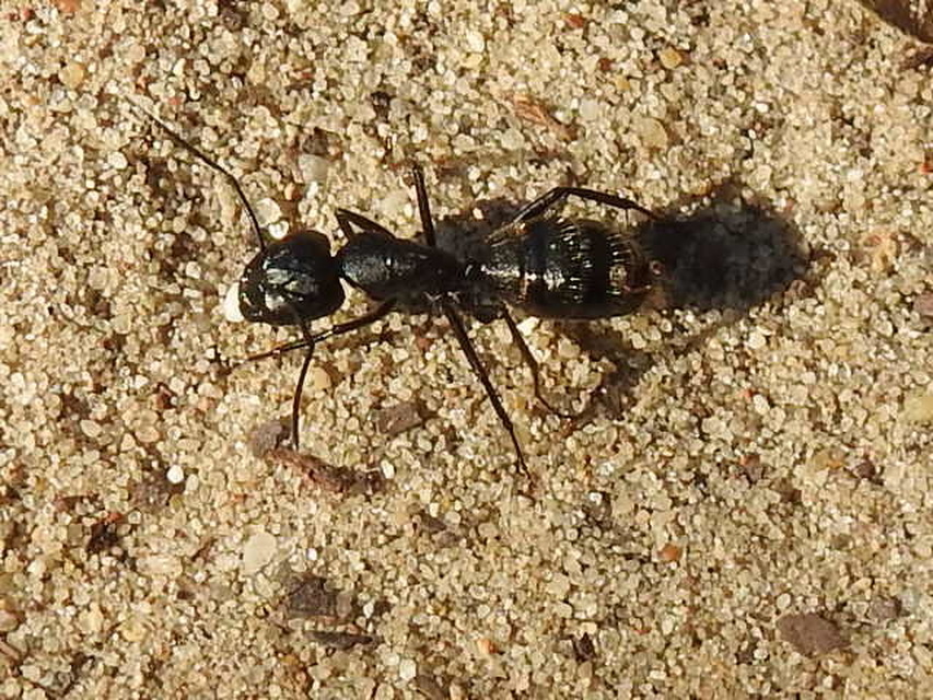 Camponotus vagus - fekete lóhangya