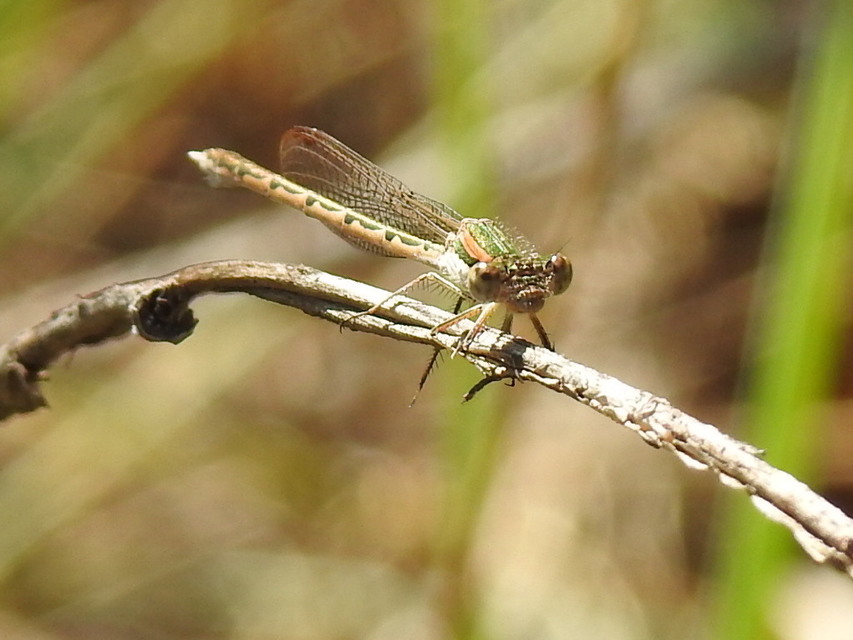 Sympecma fusca - téli rablószitakötő