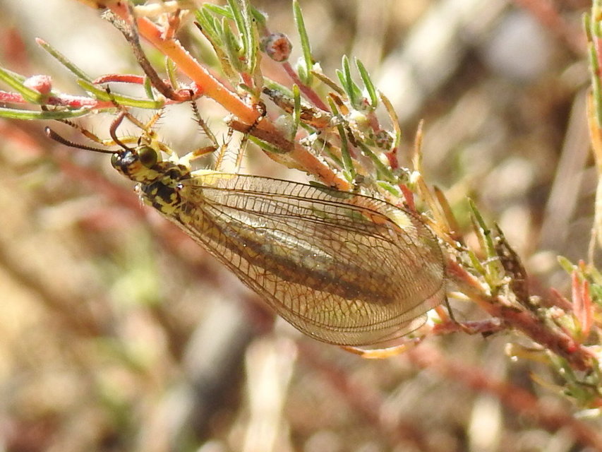 Myrmecaelurus trigrammus - hangyafarkas