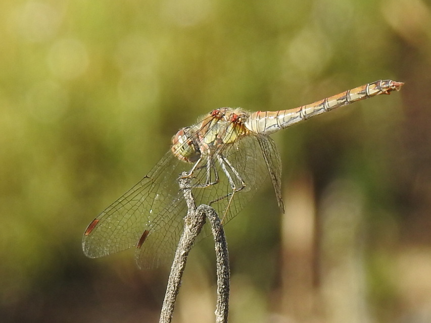 Sympetrum striolatum - harántsávos katona-szitakötő