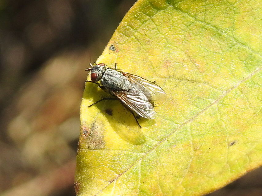 Sarcophagidae - húslégyfélék