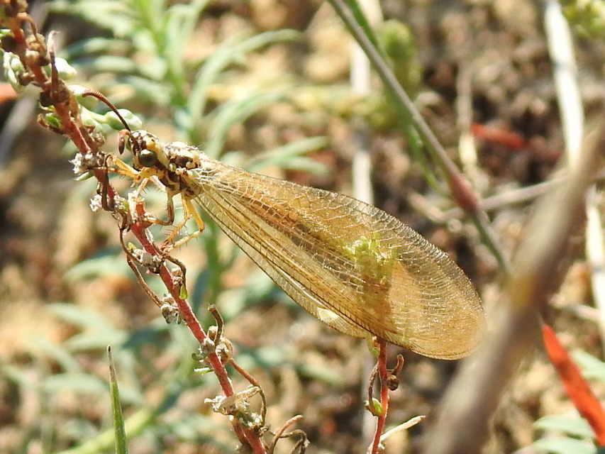 Myrmecaelurus trigrammus - hangyafarkas