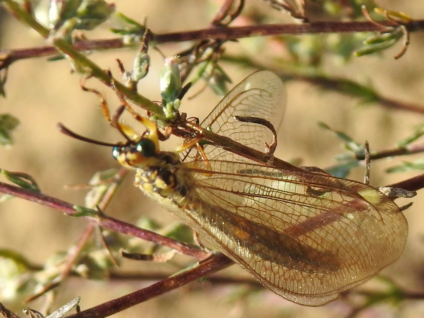 Myrmecaelurus trigrammus - hangyafarkas