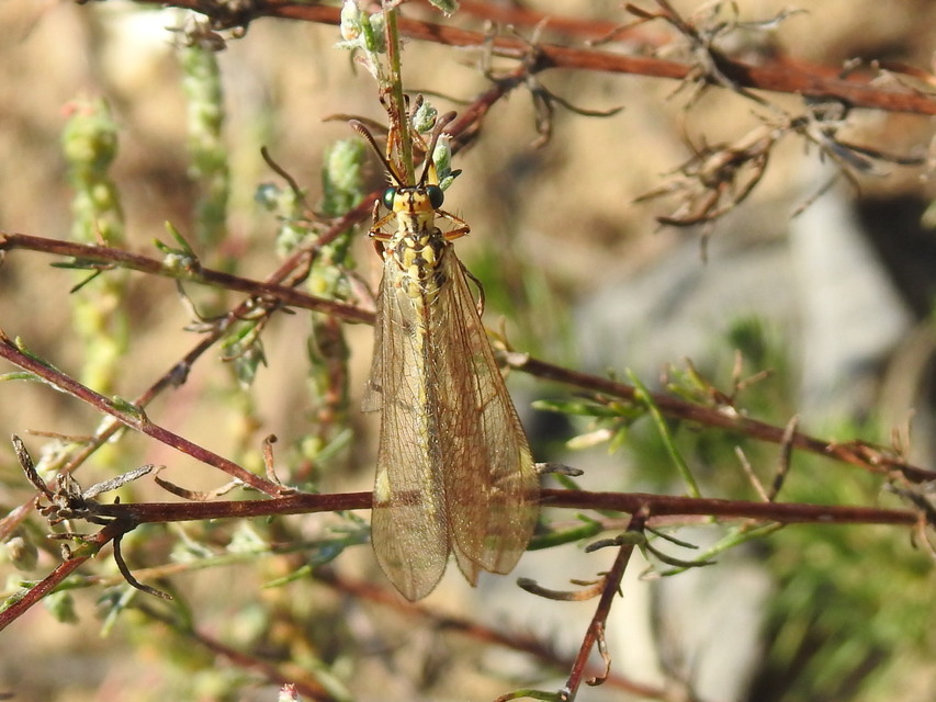 Myrmecaelurus trigrammus - hangyafarkas