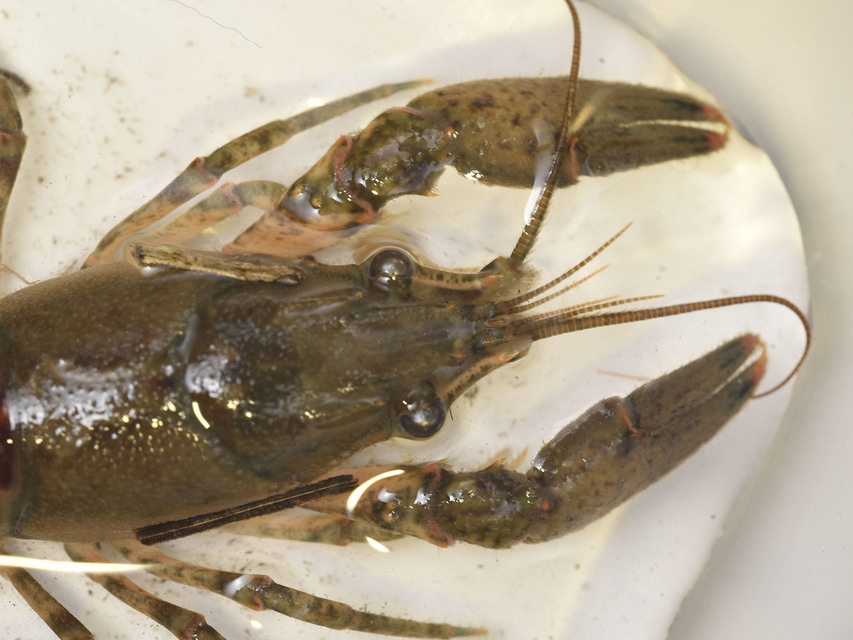 Orconectes limosus - cifrarák