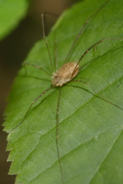 Rilaena triangularis