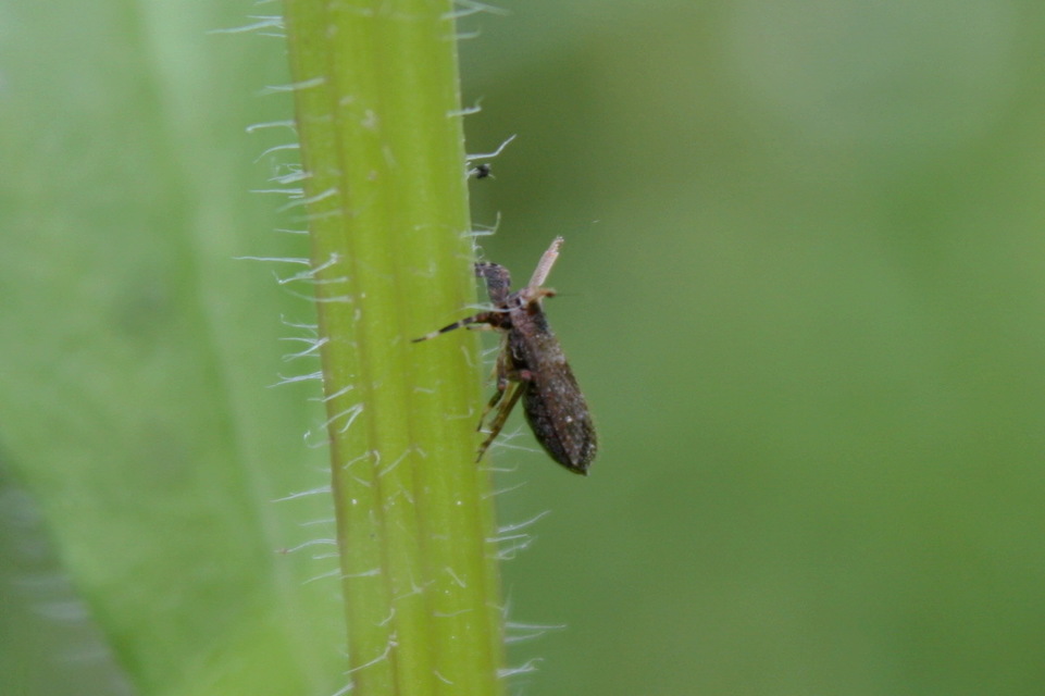 Asiraca clavicornis