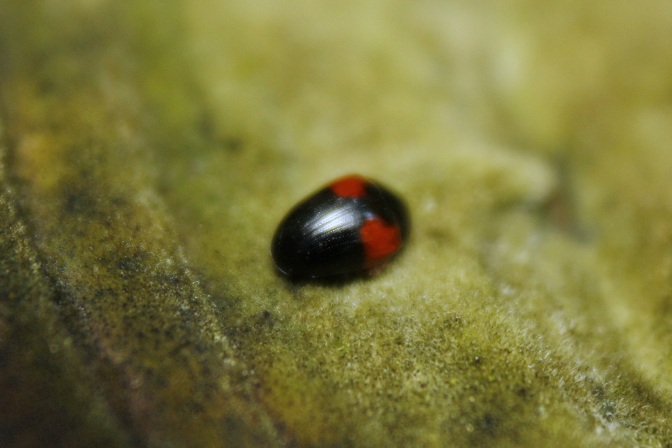 Tritoma bipustulata - feketenyakú tarbogár