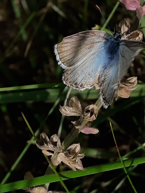 Polyommatus coridon - ezüstkék boglárka
