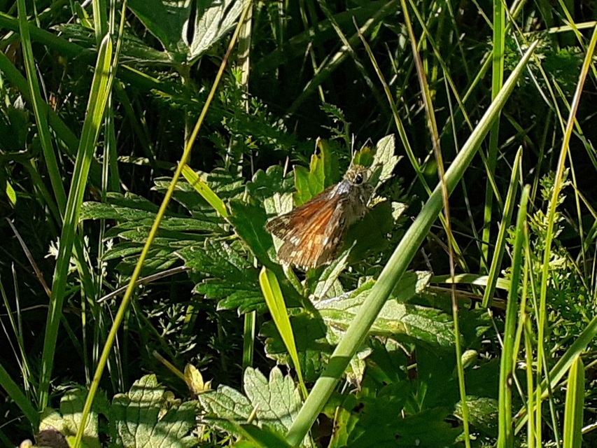 Hesperia comma - vesszős busalepke