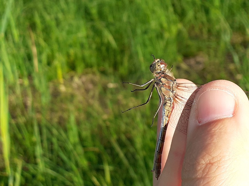 Sympetrum vulgatum - barkós katona-szitakötő
