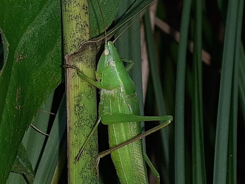 Ruspolia nitidula - nagy kúpfejűszöcske