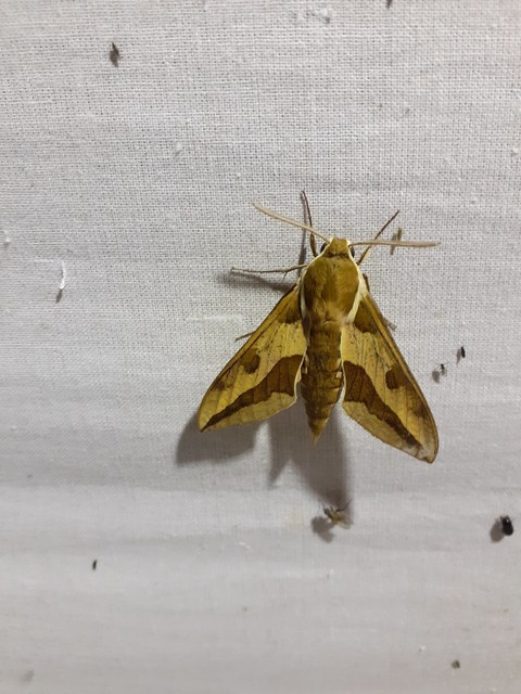 Hyles euphorbiae - kutyatejszender