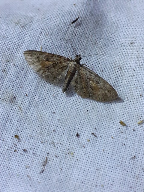 Eupithecia icterata - rozsdafoltos törpearaszoló