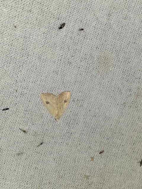 Rivula sericealis - selymes lórombagoly