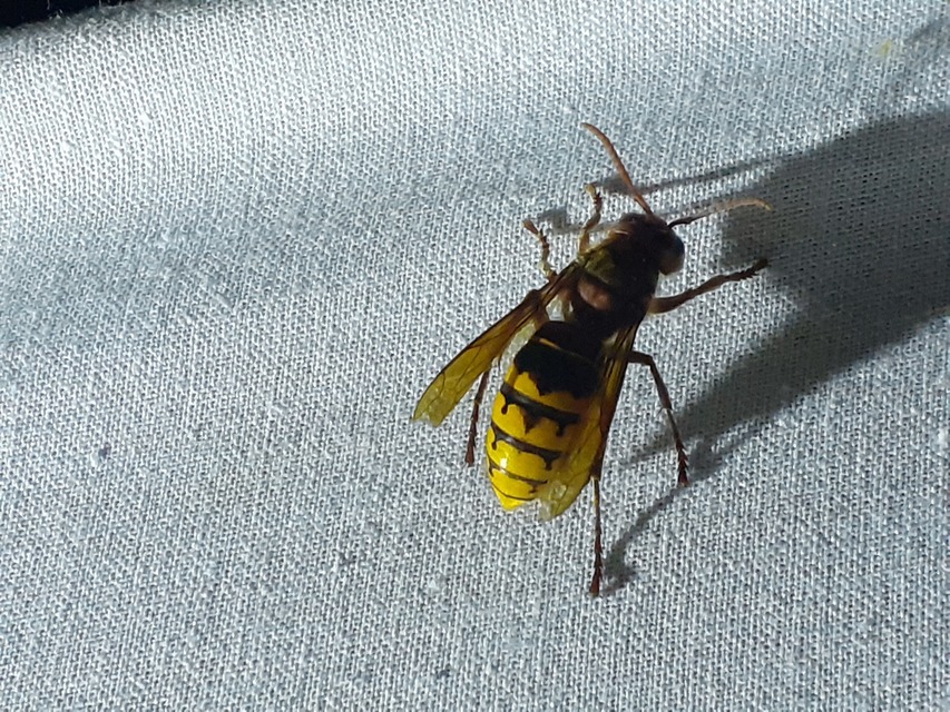Vespa crabro - lódarázs