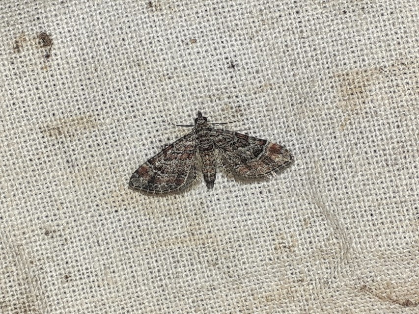 Gymnoscelis rufifasciata - vöröscsíkos törpearaszoló