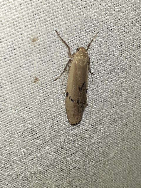 Pelosia muscerda - hamvas zuzmószövő