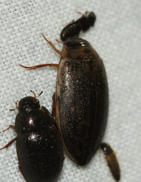 Rhantus suturalis - gyakori particsíkbogár
