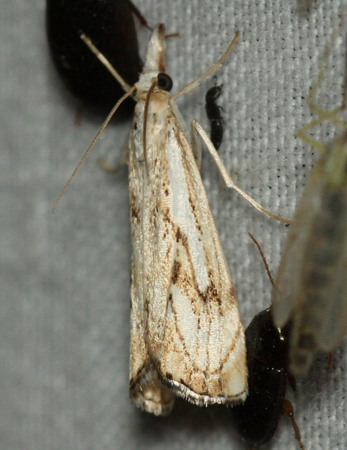 Catoptria falsella - hálós fűgyökérmoly