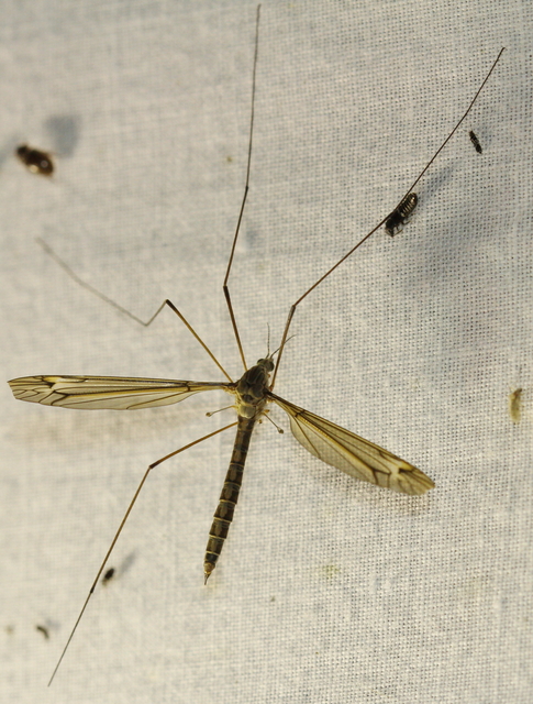 Tipula