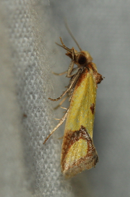 Agapeta zoegana - barnacsíkos sárgamoly
