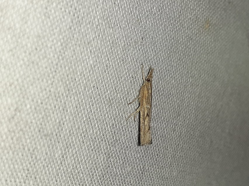 Pediasia contaminella - mocskos fűgyökérmoly