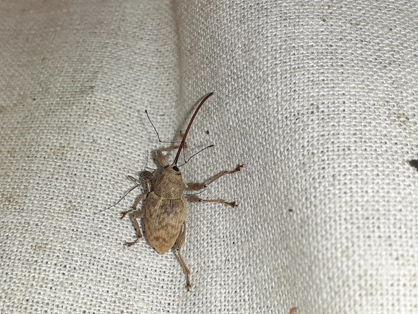 Curculio elephas - gesztenyezsuzsóka
