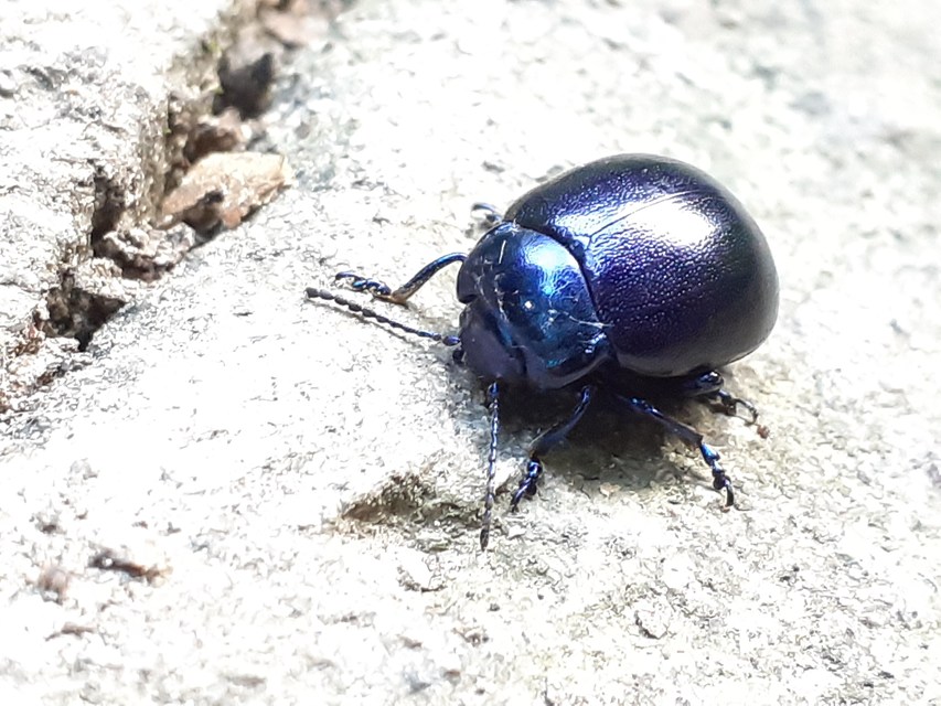 Chrysolina globipennis olivieri - hegyi levélbogár