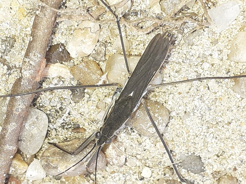 Gerridae - molnárpoloskák