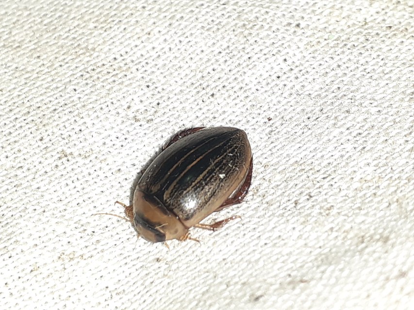 Hydaticus grammicus - déli mocsáricsíkbogár