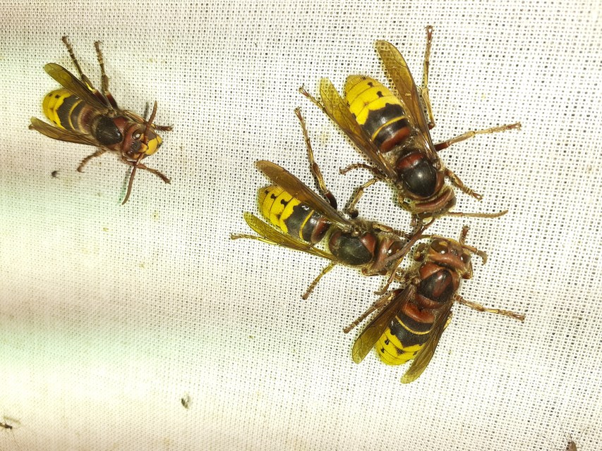 Vespa crabro - lódarázs