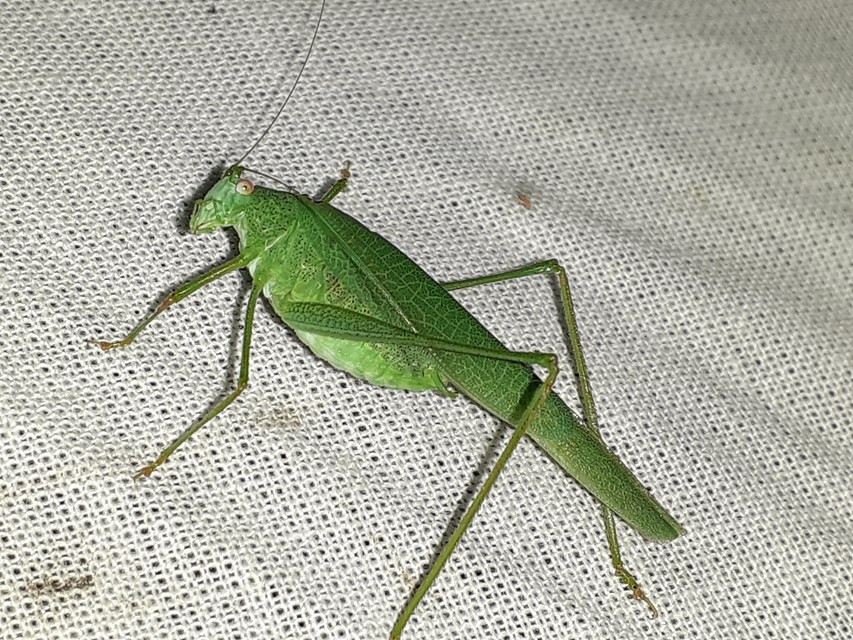 Phaneroptera nana - pontozott repülőszöcske
