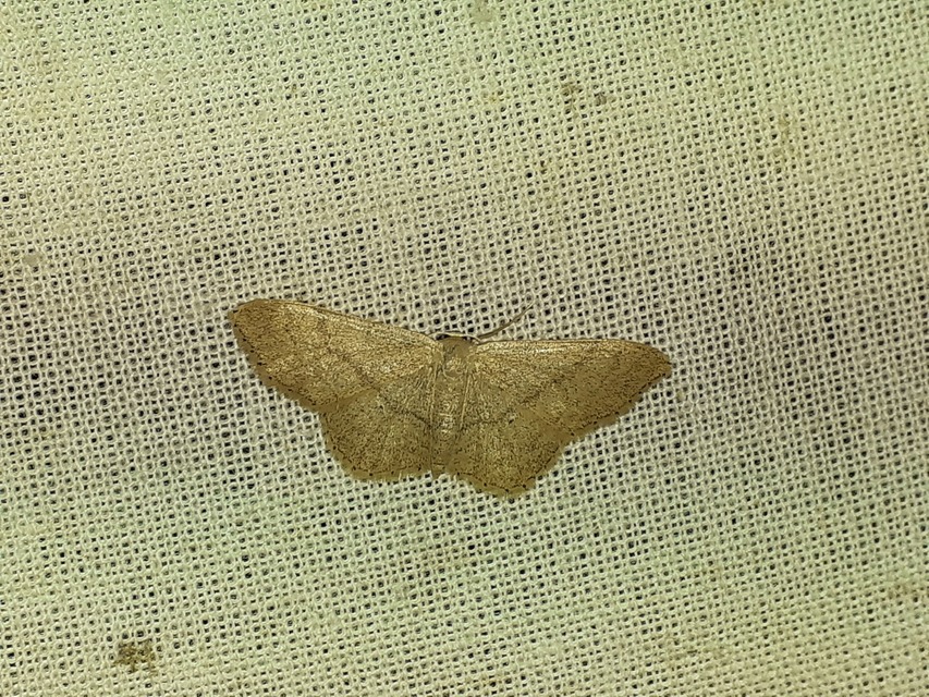 Idaea deversaria - egyszínű sávosaraszoló