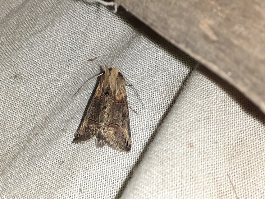 Abrostola triplasia - közönséges csalánbagoly