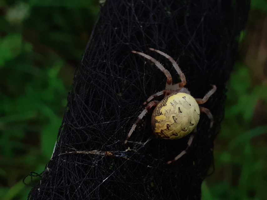 Araneus marmoreus - márványos keresztespók