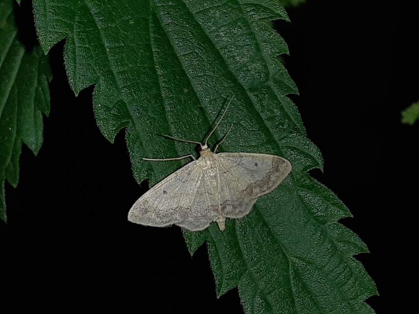 Idaea biselata - mocsári sávosaraszoló