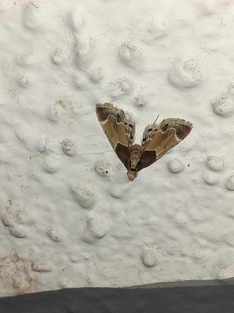 Pyralis farinalis - lisztilonca