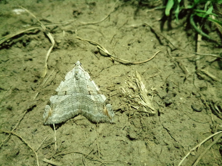 Aplocera efformata/plagiata
