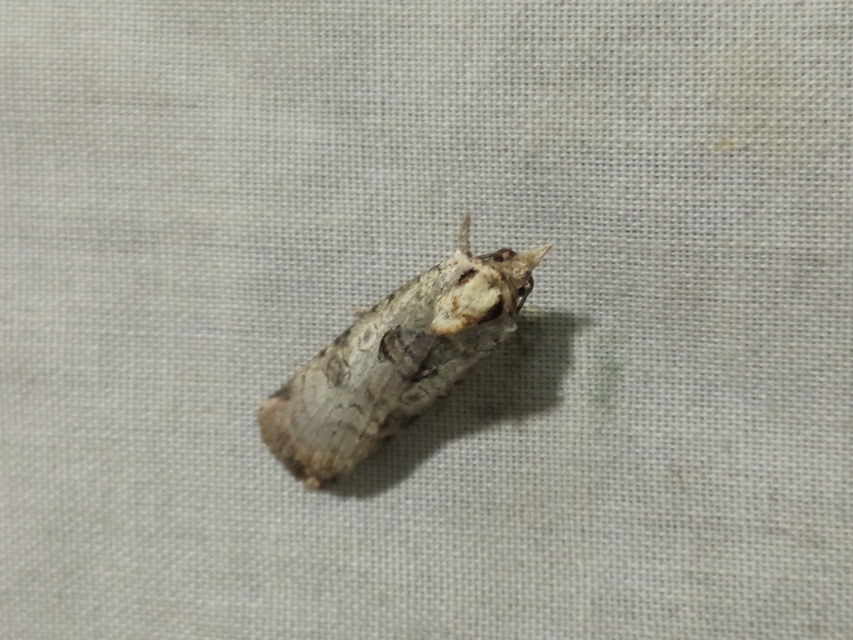 Epilecta linogrisea - karcsú sárgafűbagoly