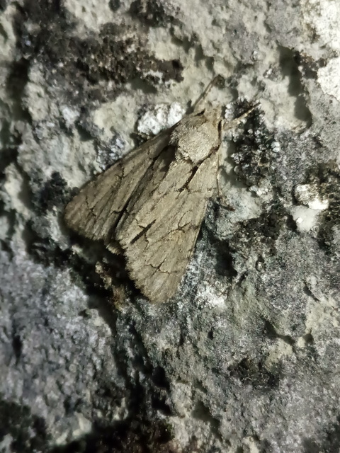 Acronicta cuspis/tridens/psi