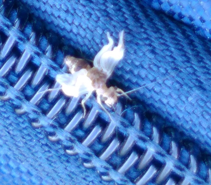 Psocoptera - Fürgetetvek