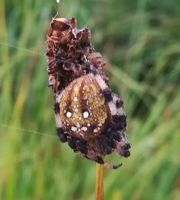 Araneus quadratus - négyes keresztespók