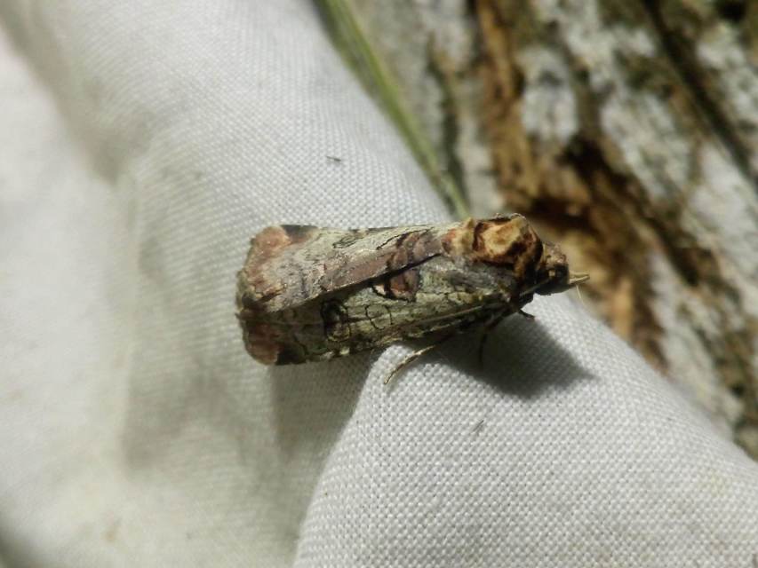 Epilecta linogrisea - karcsú sárgafűbagoly