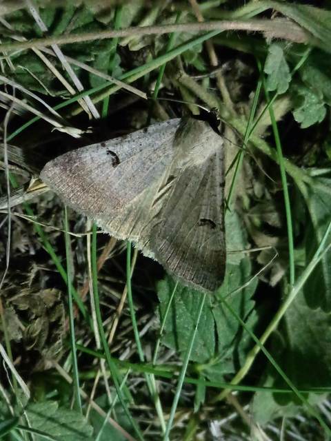 Lygephila craccae - gyakori csüdfűbagoly
