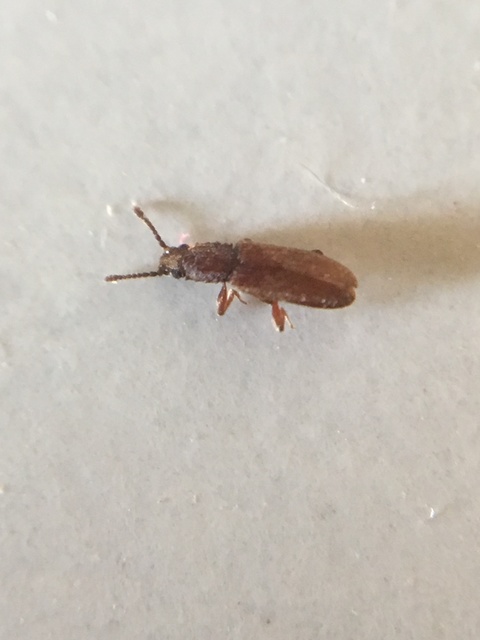 Oryzaephilus surinamensis - zsizsikfaló fogasnyakú-lapbogár