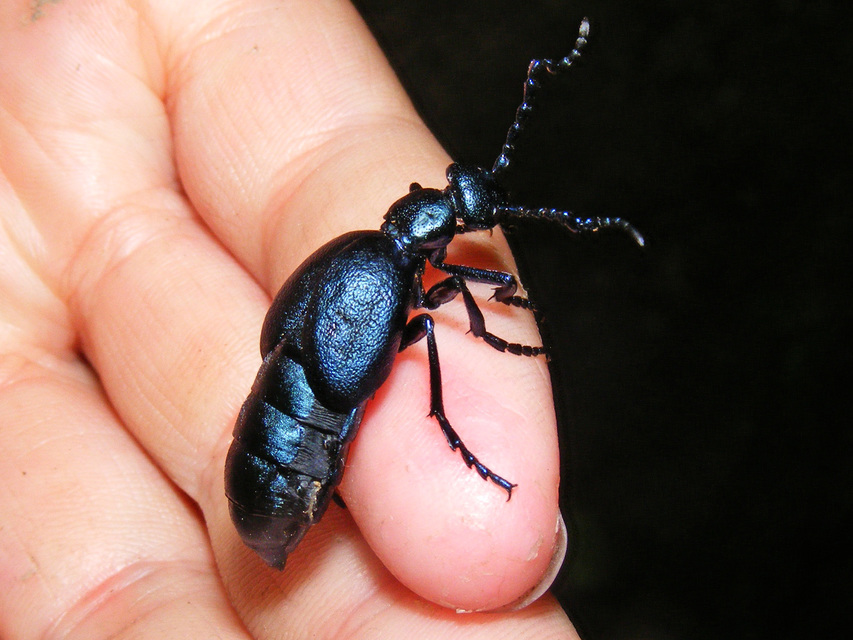 Meloe violaceus - kék nünüke
