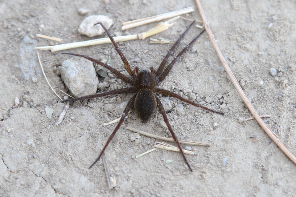 Dolomedes plantarius/fimbriatus