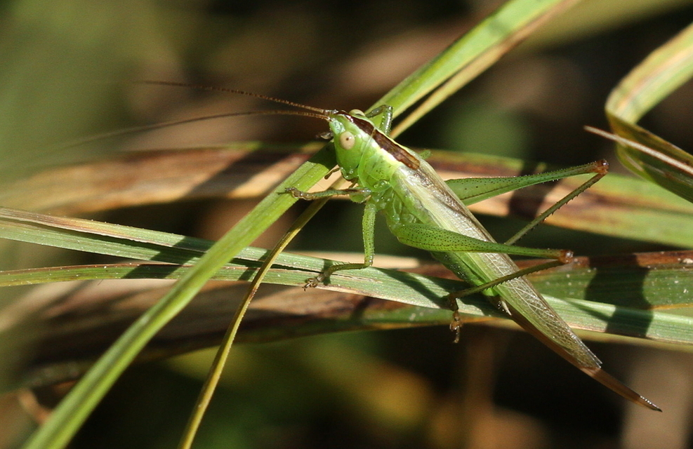 Conocephalus fuscus - kis kúpfejűszöcske